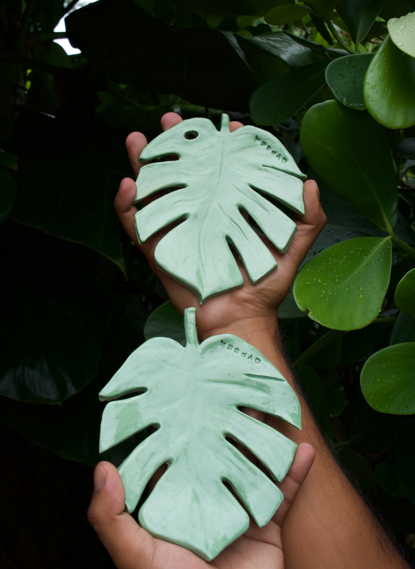monstera leaf