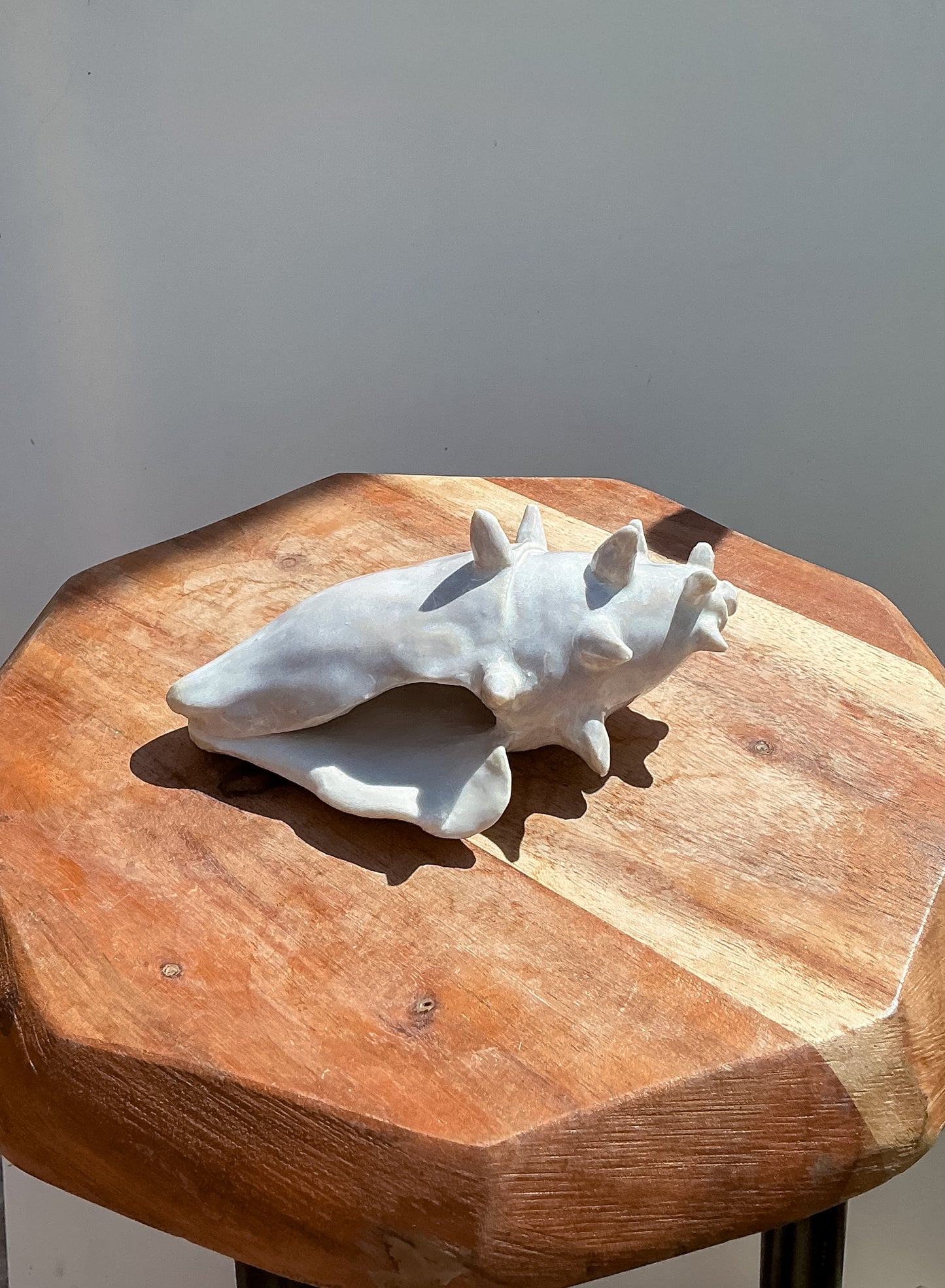 seashell
