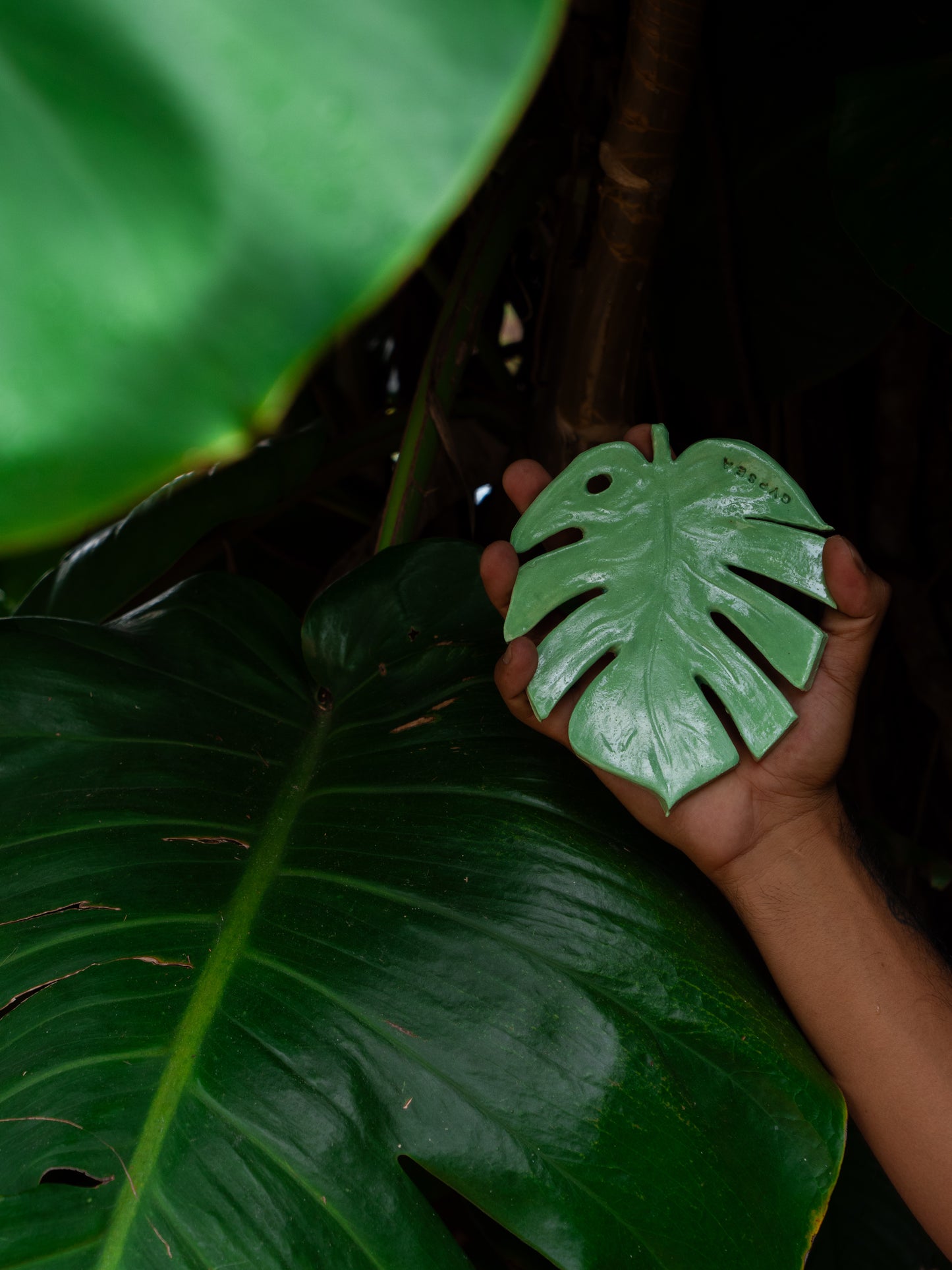 monstera leaf