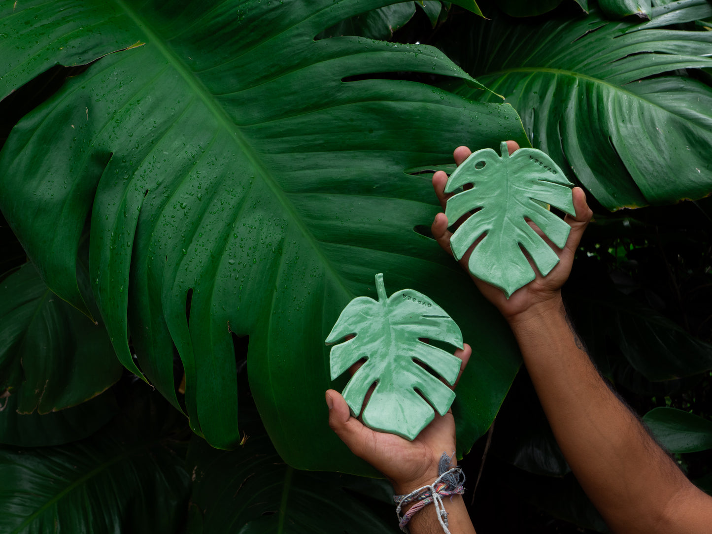 monstera leaf