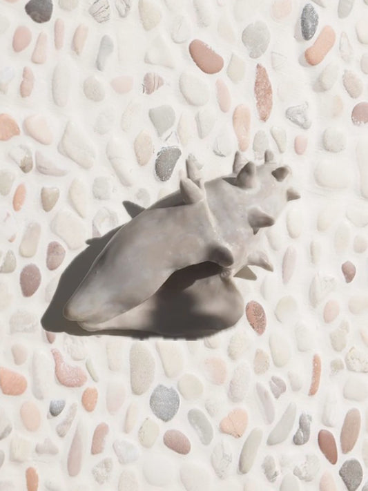 seashell