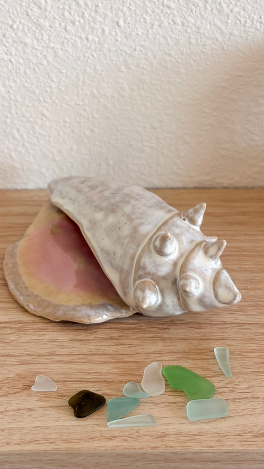 seashell